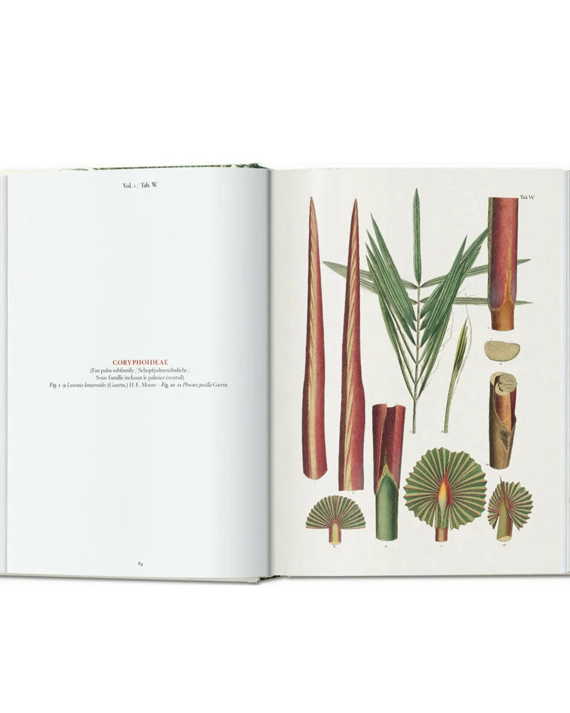 Livres TASCHEN - Thebook of palms taschen