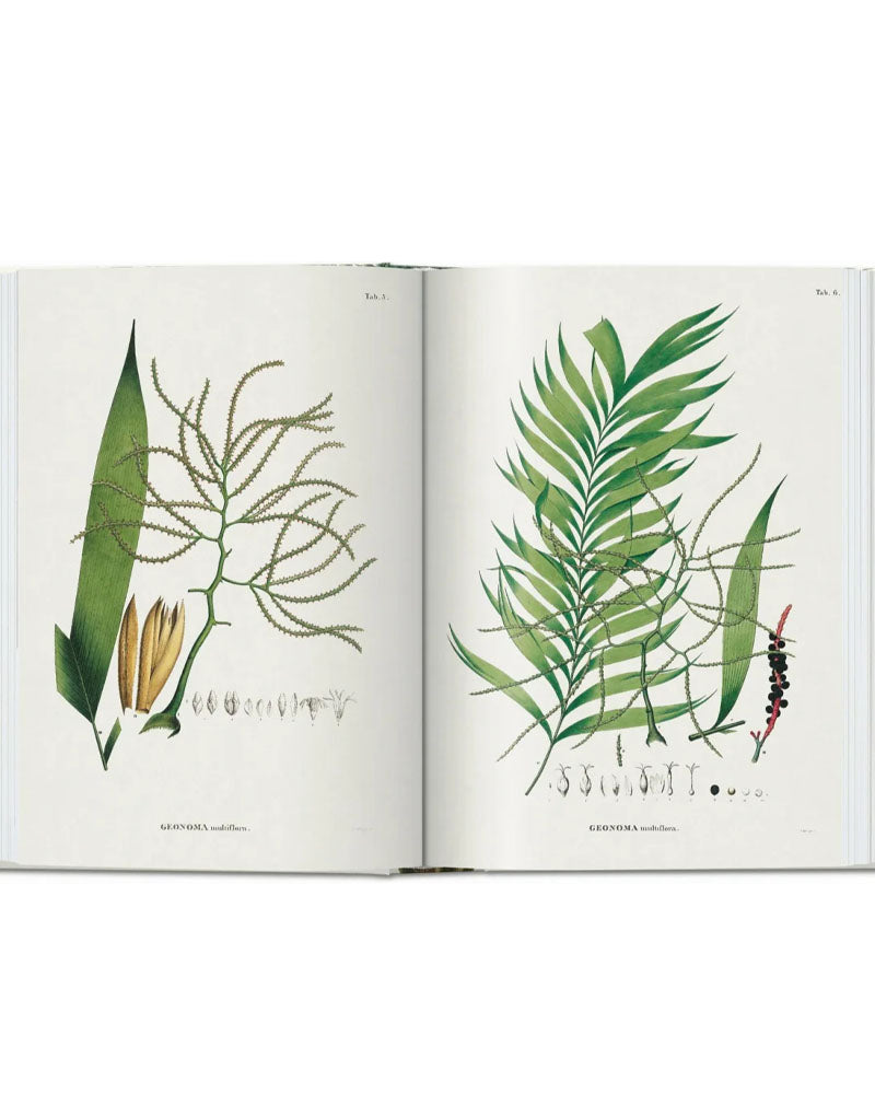 Livres TASCHEN - Thebook of palms taschen