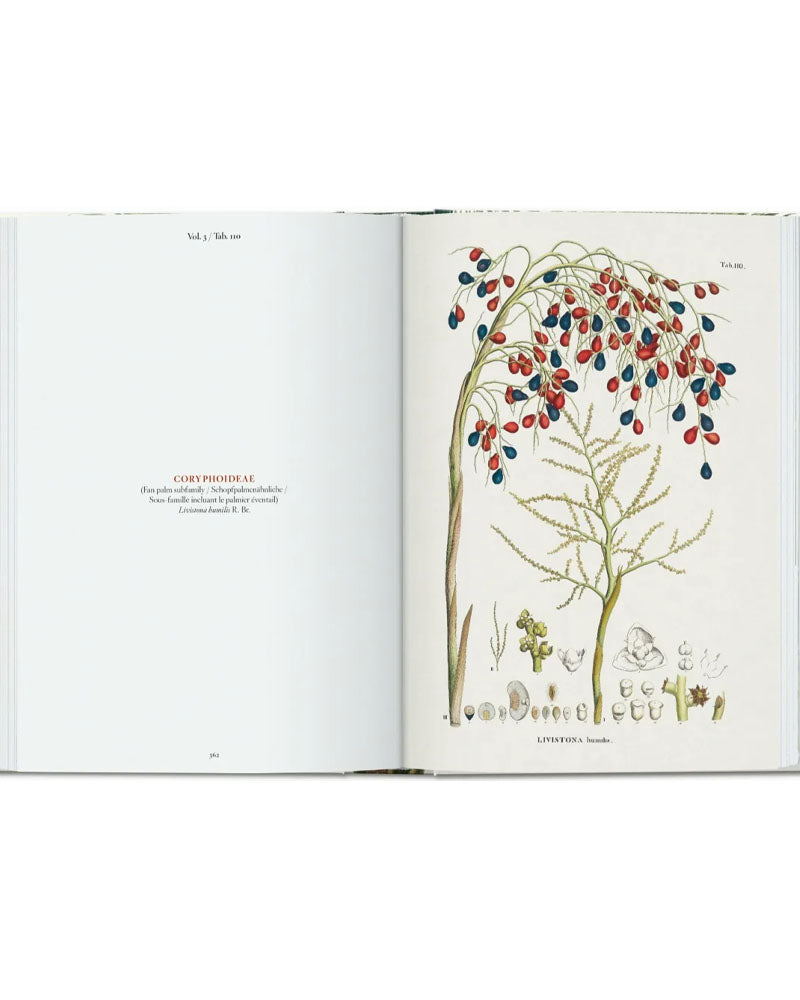 Livres TASCHEN - Thebook of palms taschen