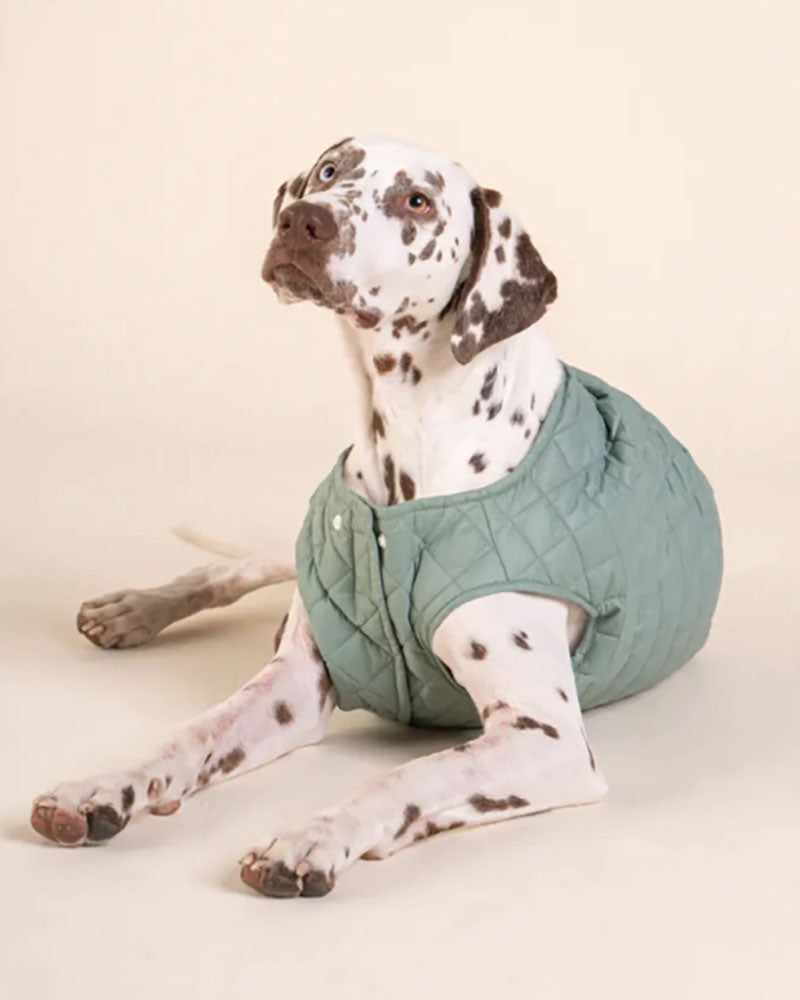 Vestes & Blousons FLOTTE - Doudoune chien flotte
